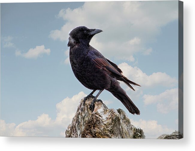 Crow Acrylic Print featuring the photograph Beach Bum Crow by Peggy Collins