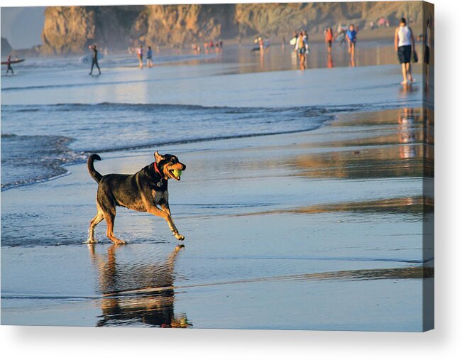 Bonnie Follett Acrylic Print featuring the photograph Beach Dog Playing Fetch by Bonnie Follett