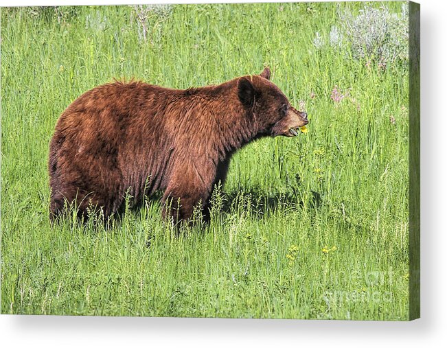 Bear Eating Daisies Acrylic Print featuring the photograph Bear Eating Daisies by Jemmy Archer