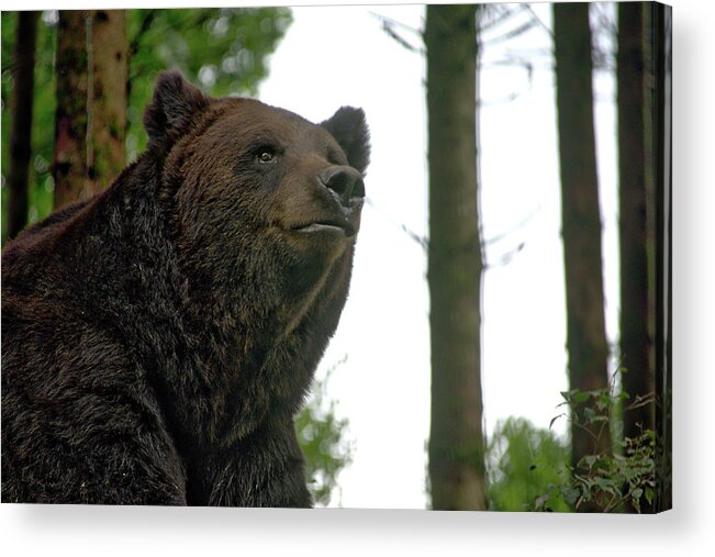 Nature Acrylic Print featuring the photograph Bear by Ingrid Dendievel