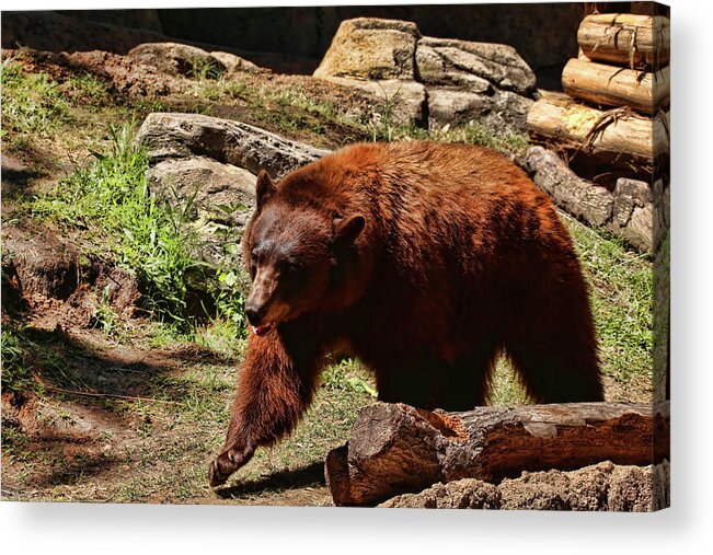 Bear Acrylic Print featuring the photograph Bear Pacing by Judy Vincent