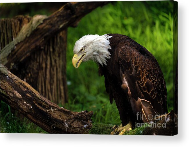 Eagle Acrylic Print featuring the photograph Beautiful bald eagle looking down by Sam Rino