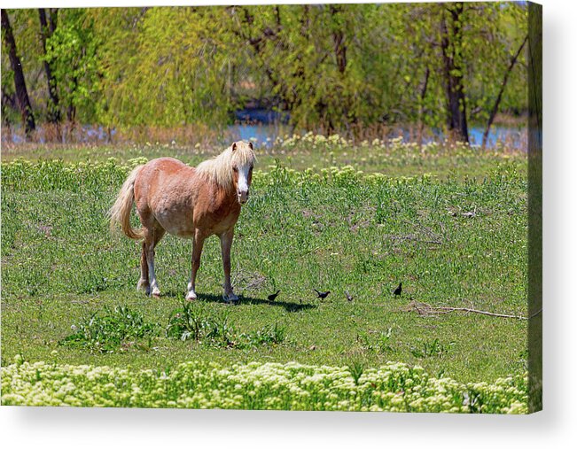 Horse Acrylic Print featuring the photograph Beautiful Blond Horse and Four Little Birdies by James BO Insogna