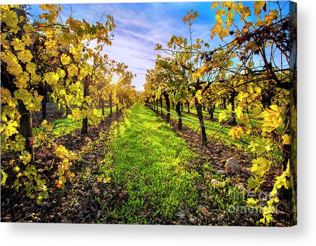 Napa Acrylic Print featuring the photograph Beautiful Colors on the Vines by Jon Neidert