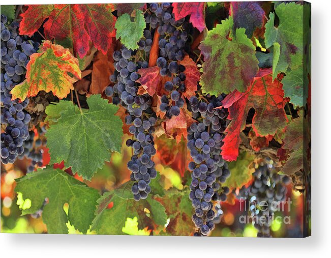 Wine Acrylic Print featuring the photograph Beautiful Harvest Vineyard by Stephanie Laird
