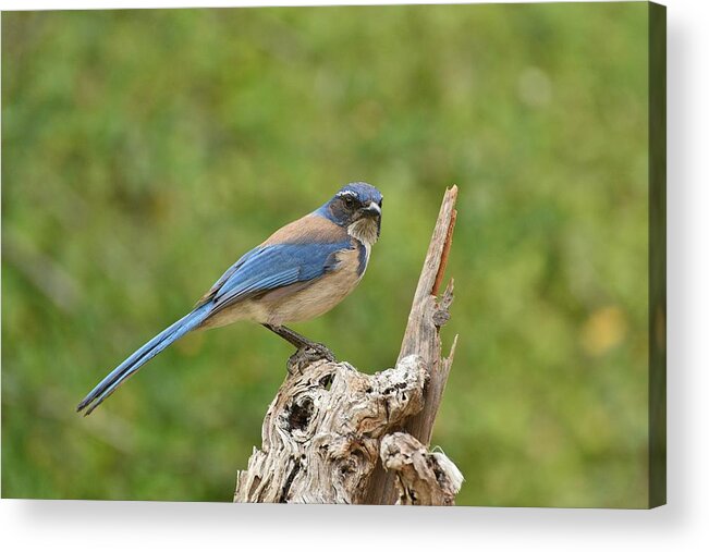 Linda Brody Acrylic Print featuring the photograph Beautiful Jay IV by Linda Brody