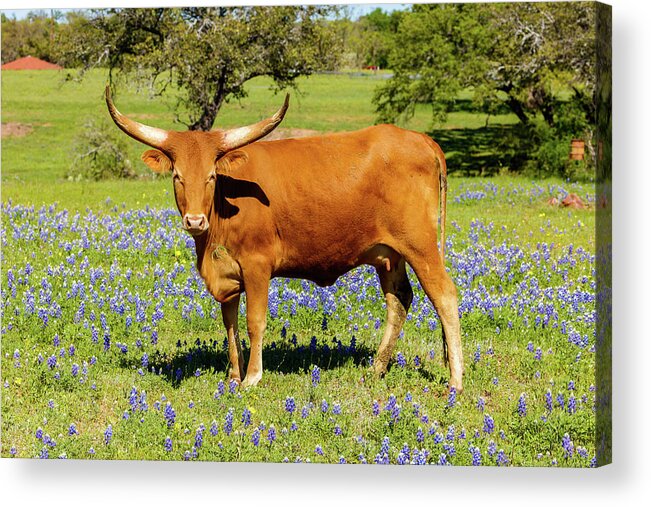 African Breed Acrylic Print featuring the photograph Beautiful longhorn cow by Raul Rodriguez