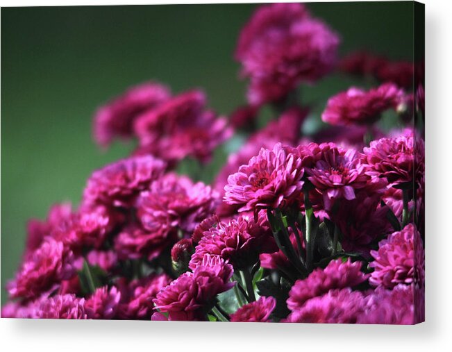 Flowers Acrylic Print featuring the photograph Beautiful Mums by Trina Ansel