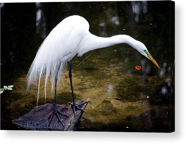 Wildlife Acrylic Print featuring the photograph Beautiful Plumage by Kenneth Albin