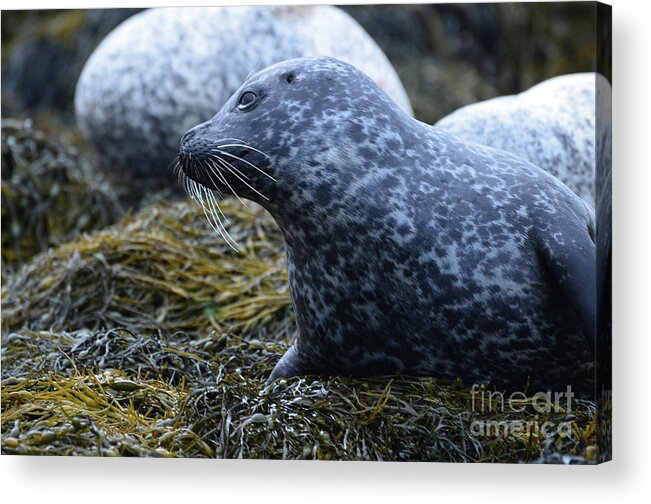 Seal Acrylic Print featuring the photograph Beautiful Profile of a Harbor Seal by DejaVu Designs