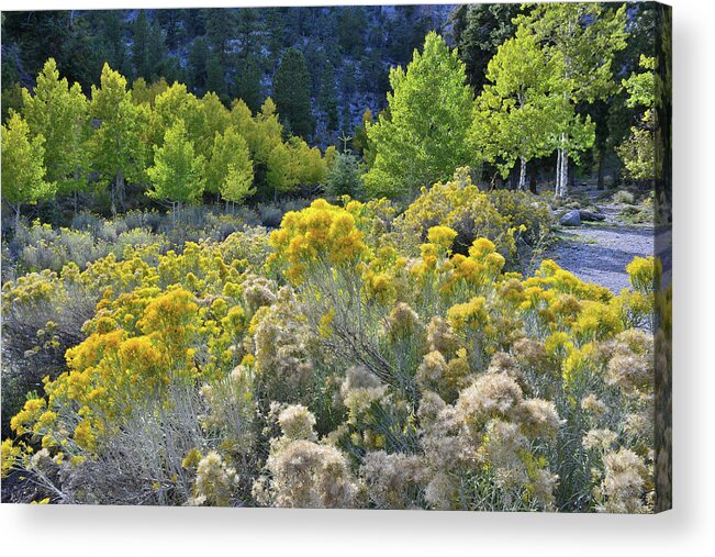 Humboldt-toiyabe National Forest Acrylic Print featuring the photograph Beautiful Rabbitbrush in Mt. Charleston Basin by Ray Mathis