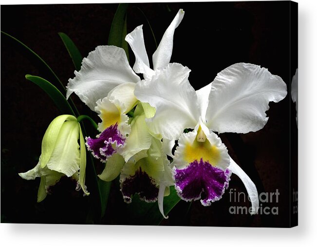 Anniversaries Acrylic Print featuring the photograph Beautiful White Orchids by Jeannie Rhode