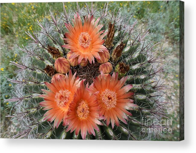 Arizona Acrylic Print featuring the photograph Beauty Among The Thorns by Janet Marie
