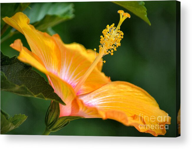 Orange Hibiscus Acrylic Print featuring the photograph Beauty By Any Name by Deb Halloran