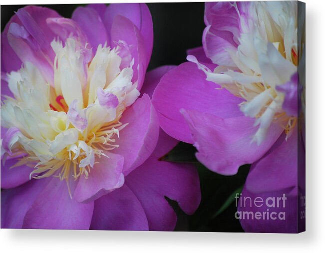 Peony Acrylic Print featuring the photograph Beauty is what we do by Lori Tambakis