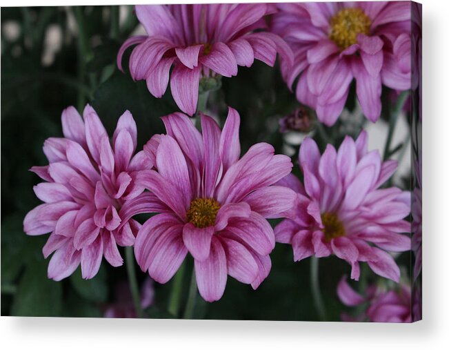 Flower Acrylic Print featuring the photograph Beauty of Pink by Brenda Mardinly