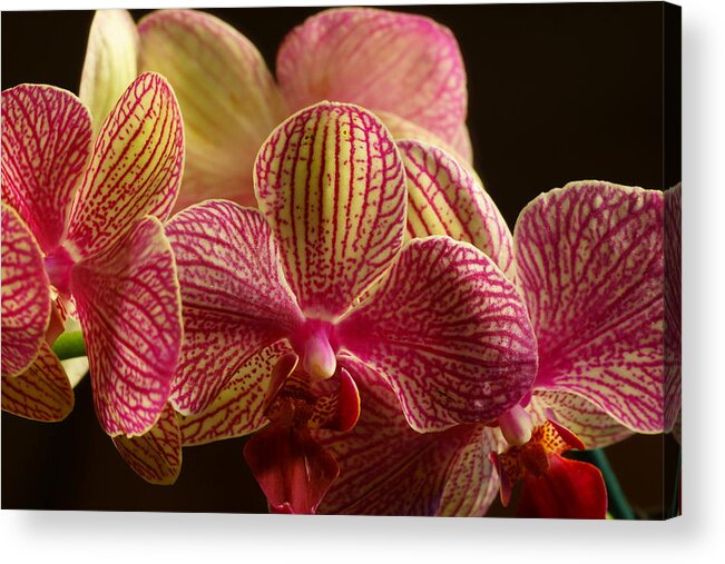 Bloom Acrylic Print featuring the photograph Beauty up Close 1 by Dimitry Papkov