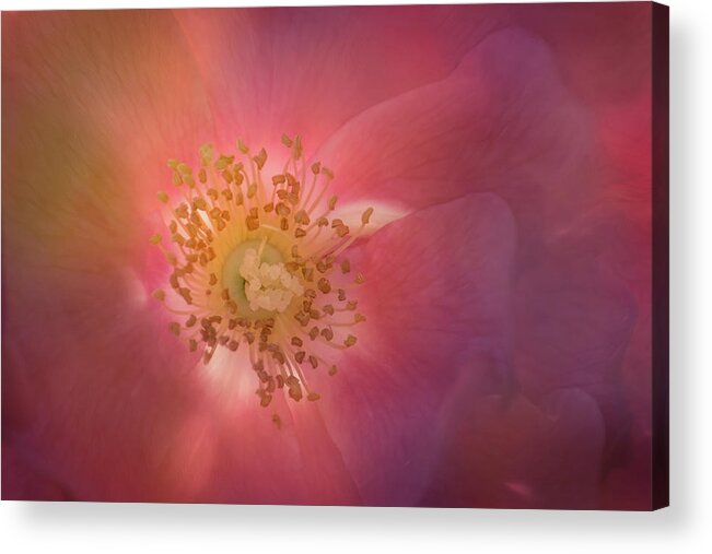 Rose Acrylic Print featuring the photograph Beauty Within by Elvira Pinkhas
