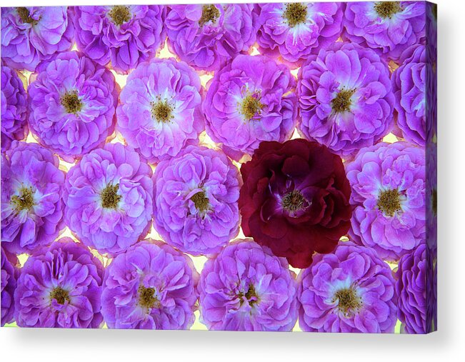 Jigsaw Puzzle Acrylic Print featuring the photograph Bed of Roses2 by Carole Gordon