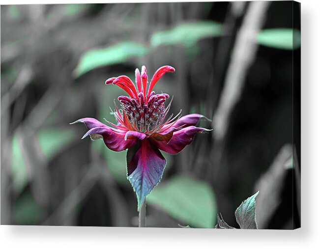Nature Acrylic Print featuring the photograph Bee Balm Abstract by David Stasiak