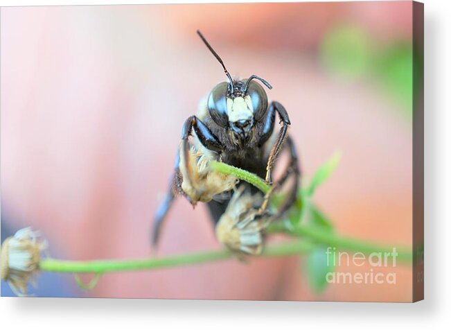 Bees Acrylic Print featuring the photograph Bee busy by Merle Grenz
