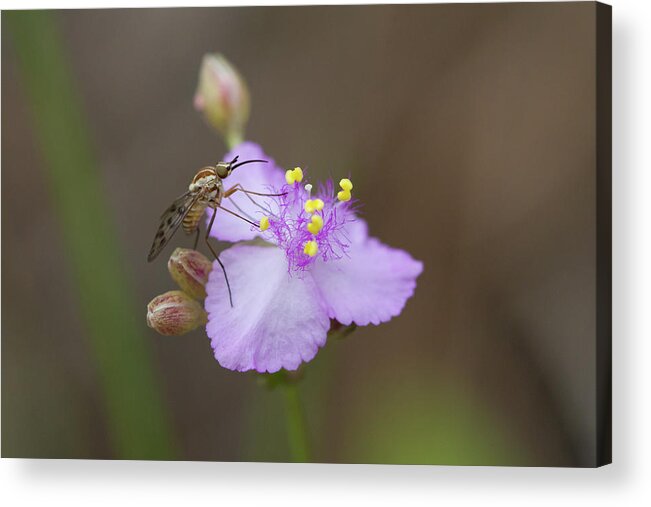 Poecilognathus Bee Fly Acrylic Print featuring the photograph Bee Fly on Roseling by Paul Rebmann
