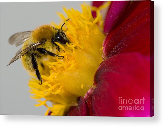 Common Carder Bee Acrylic Print featuring the photograph Bee On A Cosmos Flower by Jean-Louis Klein & Marie-Luce Hubert