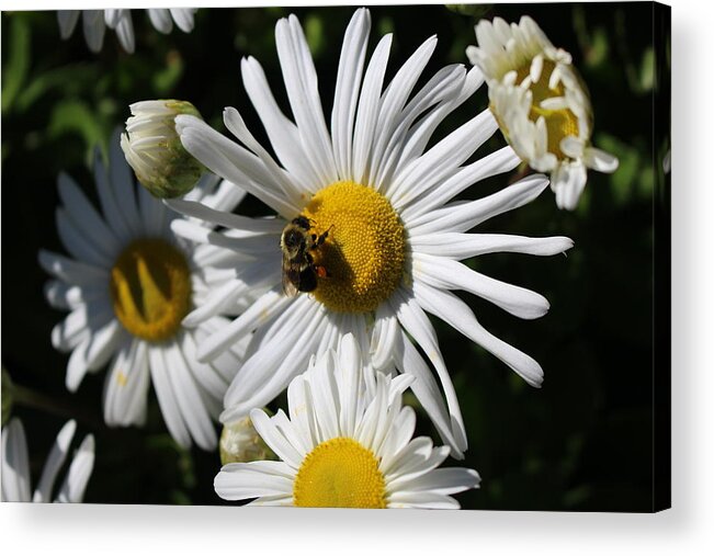 Flower Acrylic Print featuring the photograph Bee on Flower 1 by Jason Nicholas