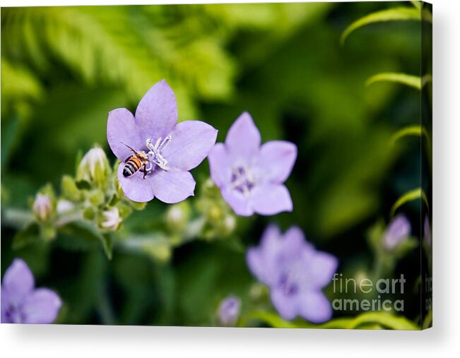 Flowers Acrylic Print featuring the photograph Bee on Lavender Flower by Sherry Curry