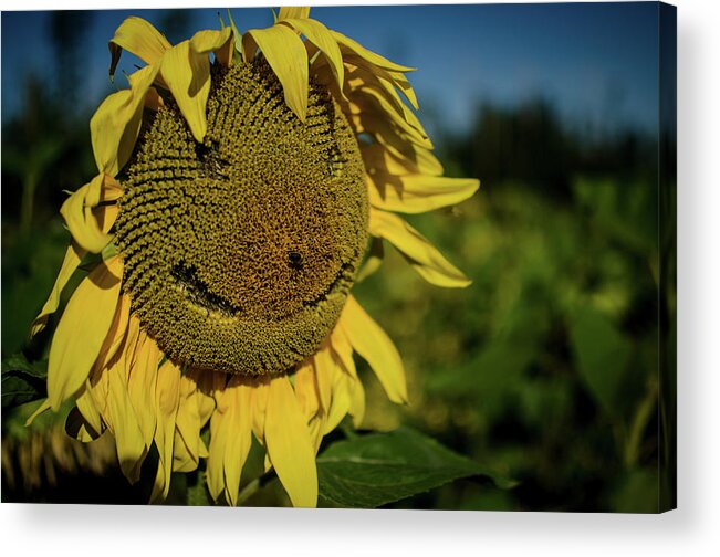 Winterpacht Acrylic Print featuring the photograph Bee Smiling Sunflowers by Miguel Winterpacht