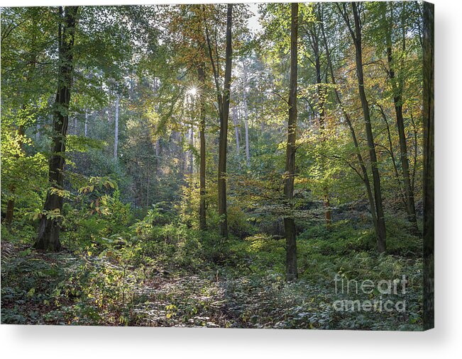Autumn Acrylic Print featuring the photograph Beech and Sweet Chestnut Woodland in Autumn by Perry Rodriguez