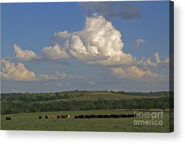 Beef Cattle Acrylic Print featuring the photograph Beef Cattle In Kansas by Kenneth M. Highfill