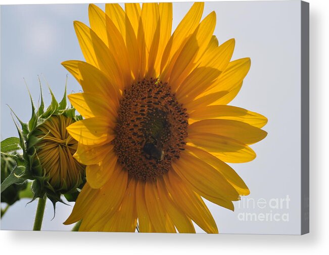 Sunflower Acrylic Print featuring the photograph Before and After by Nona Kumah