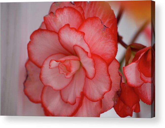 Flower Acrylic Print featuring the photograph Begonia Beauty by Lora Lee Chapman