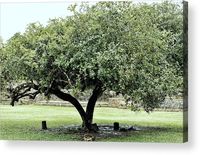Tree Acrylic Print featuring the photograph Belize Tree by Linda Constant