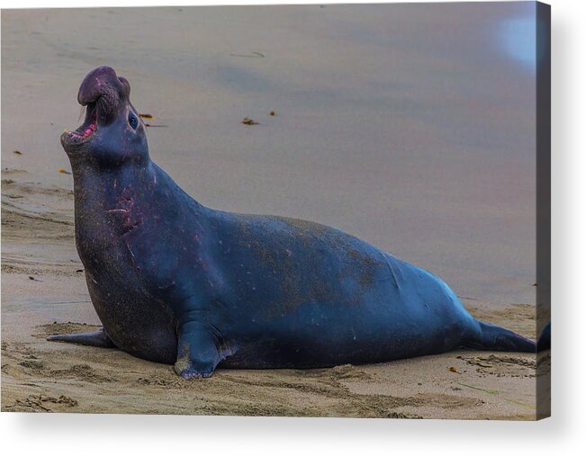 Elephant Acrylic Print featuring the photograph Bellowing Bull Elephant seal by Garry Gay