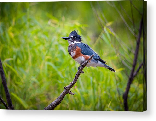 Bird Acrylic Print featuring the photograph Belted Kingfisher by Jeff Phillippi