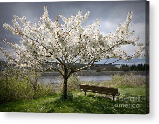Japanese Cherry Blossom Tree Acrylic Print featuring the photograph Bench and Blossoms by Patricia Strand