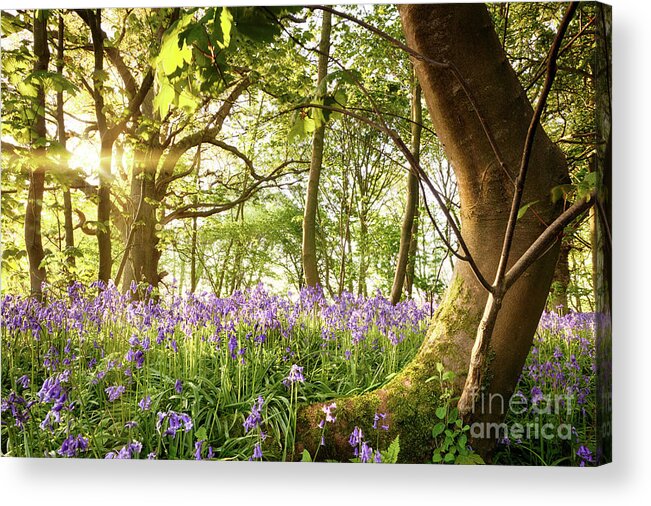 Forest Acrylic Print featuring the photograph Bent tree in bluebell forest by Simon Bratt