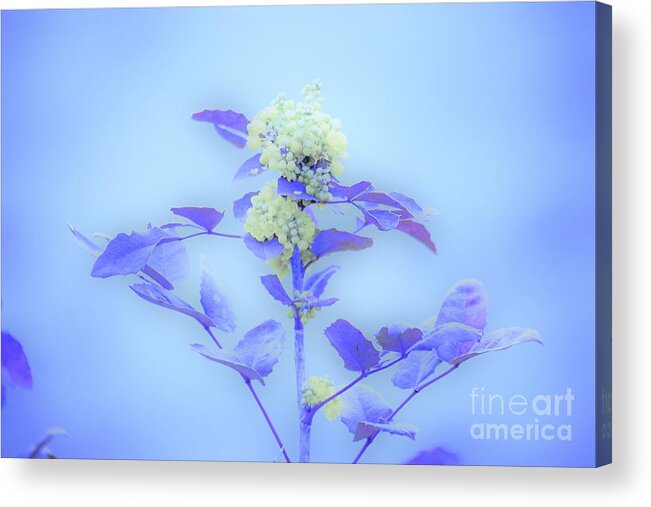 Floral Acrylic Print featuring the photograph Berries on blue by Merle Grenz