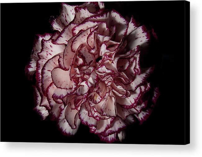 Carnation Acrylic Print featuring the photograph Bi-Color Carnation by Eugene Campbell