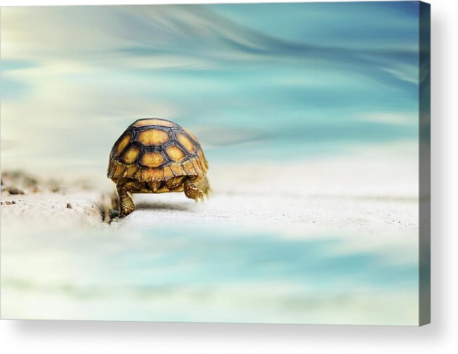 Animal Acrylic Print featuring the photograph Big Big World by Laura Fasulo