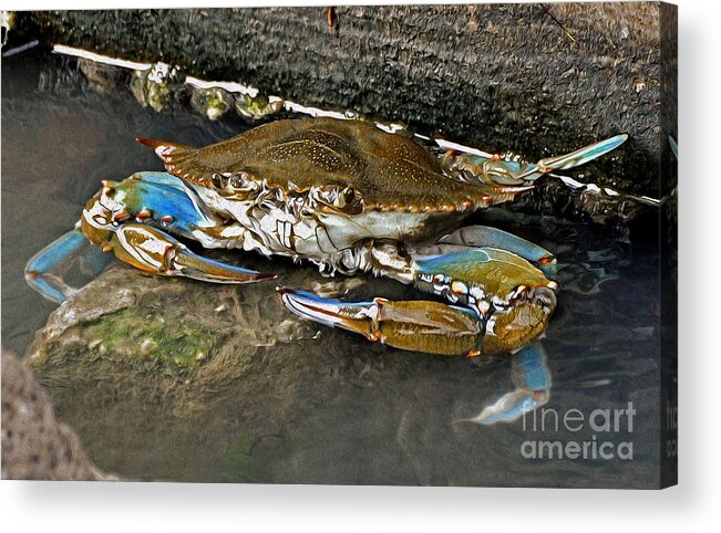 Crab Acrylic Print featuring the photograph Big Blue by Kathy Baccari