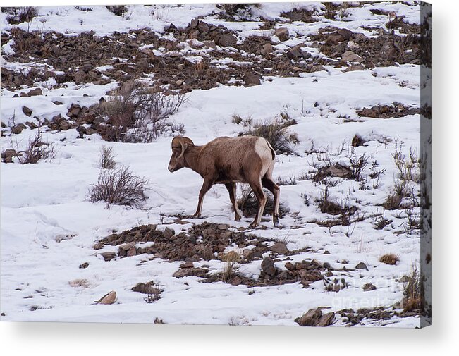 Big Horn Sheep Acrylic Print featuring the photograph Big Horn by Bob Phillips