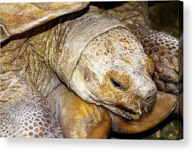 Turtle Acrylic Print featuring the photograph Big Old Tortoise by Bob Slitzan