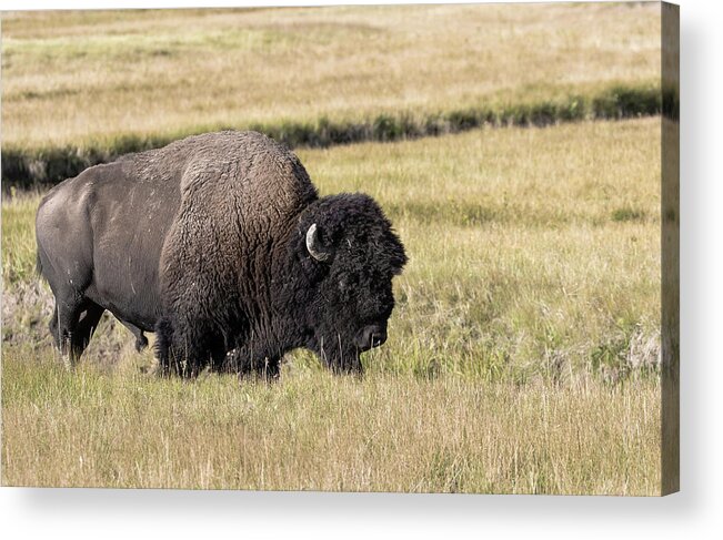 Bison Acrylic Print featuring the photograph Big One by Ronnie And Frances Howard