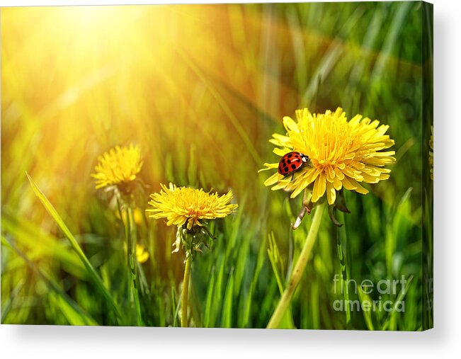 Background Acrylic Print featuring the digital art Big yellow dandelions in the tall grass by Sandra Cunningham