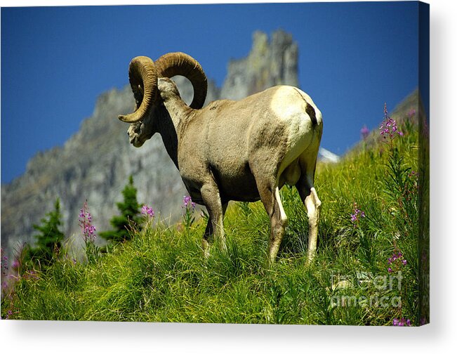 Bighorn Sheep Acrylic Print featuring the photograph Bighorn Sheep by Marc Bittan