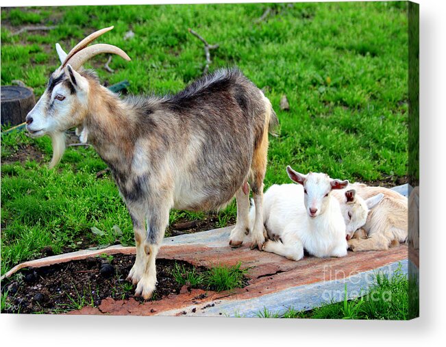 Billy Goat Acrylic Print featuring the photograph Billy And The Kids by Kathy White