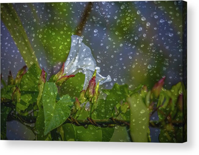 Droplets Acrylic Print featuring the photograph Bindweed Droplets 1 #g1 by Leif Sohlman
